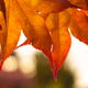 Illustration for article titled 40 Stunning Photos Of Fall Foliage
